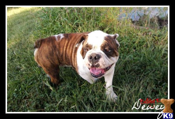 English Bulldog dog