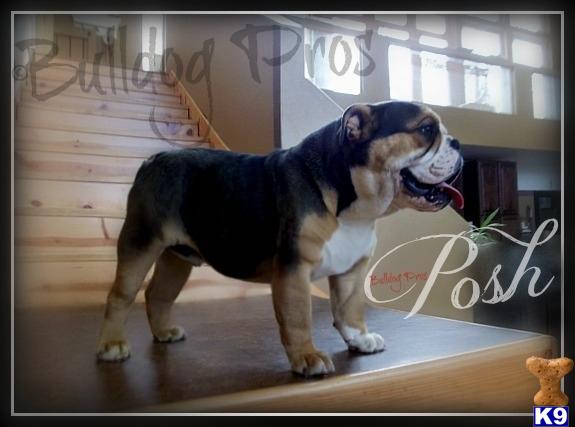 English Bulldog stud dog