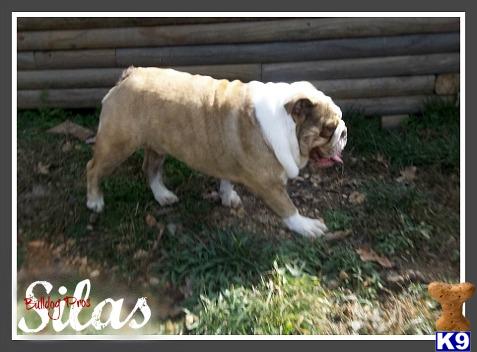 English Bulldog stud dog