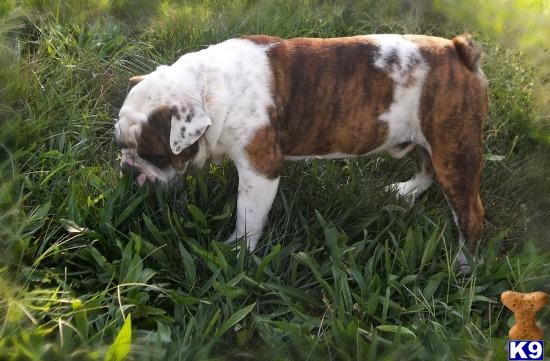 English Bulldog dog