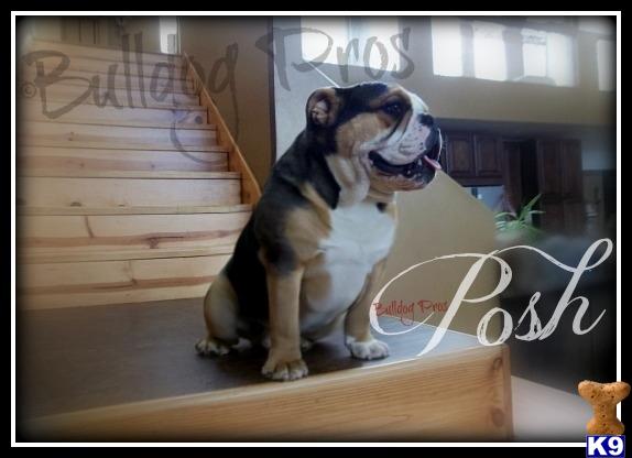 English Bulldog stud dog