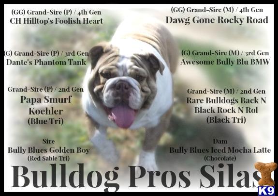 English Bulldog stud dog