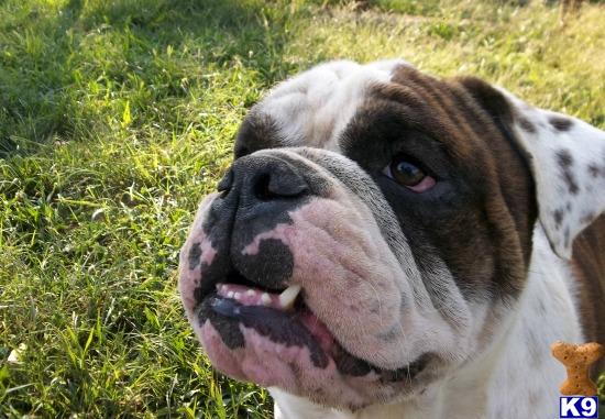 English Bulldog dog