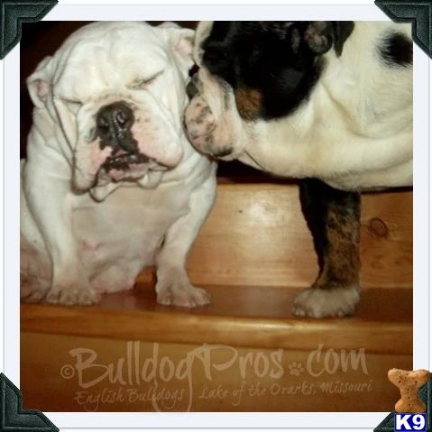 English Bulldog stud dog