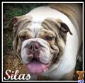 English Bulldog stud dog: Smiling English Bulldog with a wrinkled coat and light brown patches