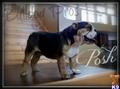 English Bulldog stud dog: Brindle English Bulldog standing on a wooden staircase