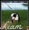 English Bulldog stud dog: Black and white English Bulldog standing on grass by water