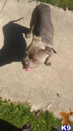 a american pit bull dog lying on the ground
