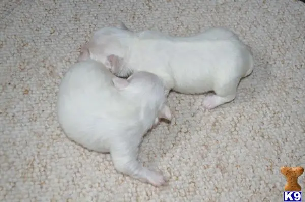 Maltese puppy for sale