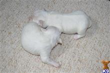Maltese