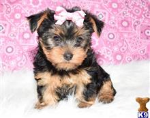 yorkshire terrier puppy posted by molaresjaminez