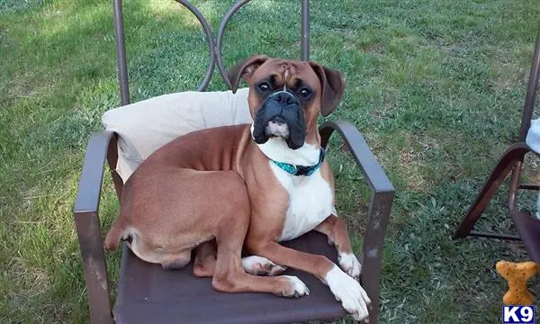 Boxer stud dog