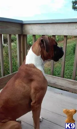 Boxer stud dog