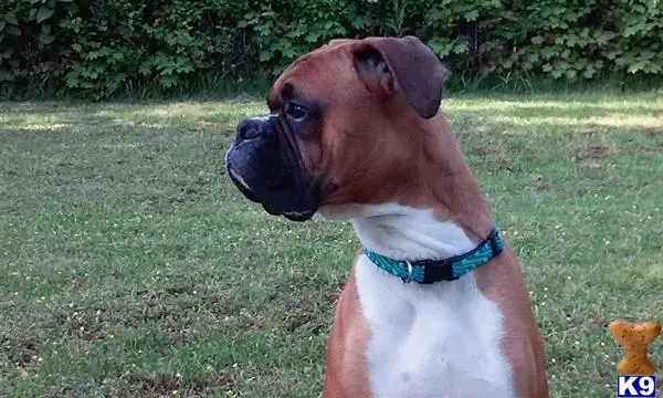 Boxer stud dog