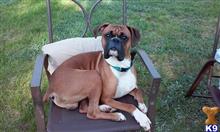 Gus available Boxer puppy located in PROVIDENCE