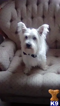 West Highland White Terrier