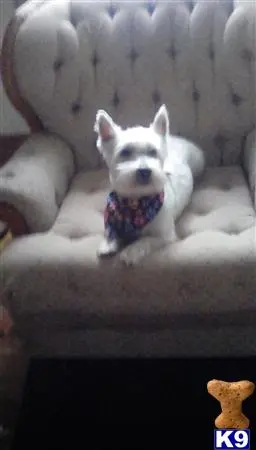 West Highland White Terrier stud dog