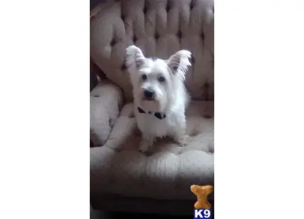 West Highland White Terrier