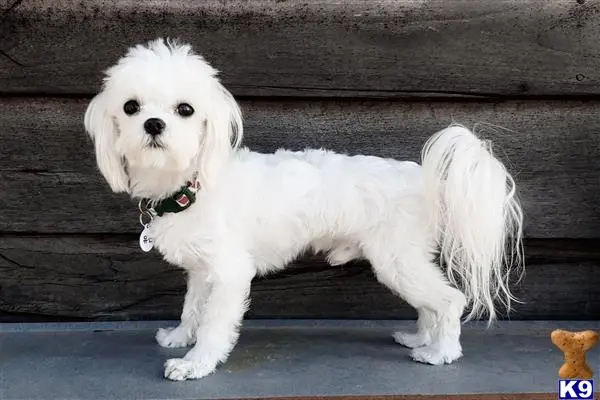 Maltese