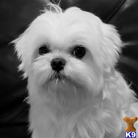 a white maltese dog with a fluffy tail