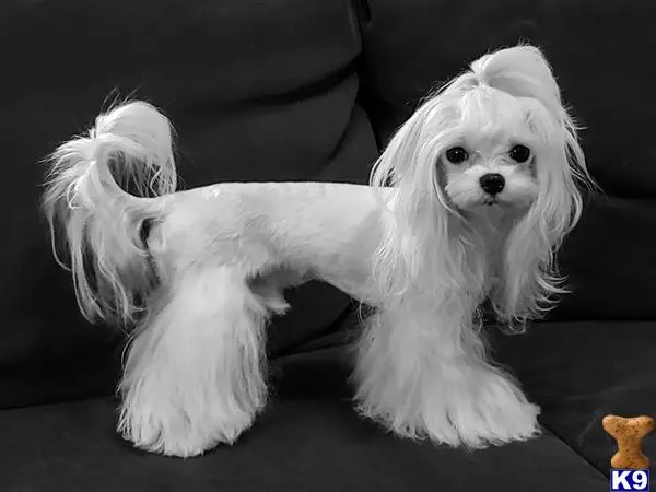 Maltese stud dog