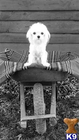 Maltese stud dog