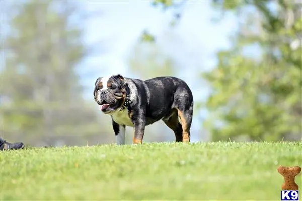 English Bulldog stud dog