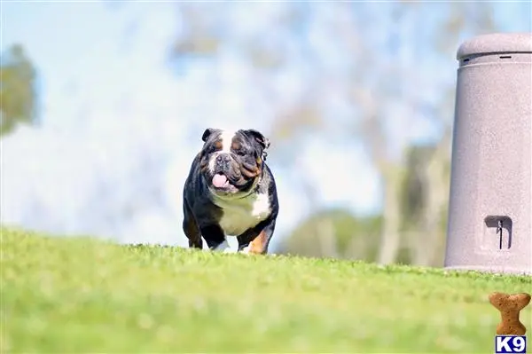 English Bulldog stud dog