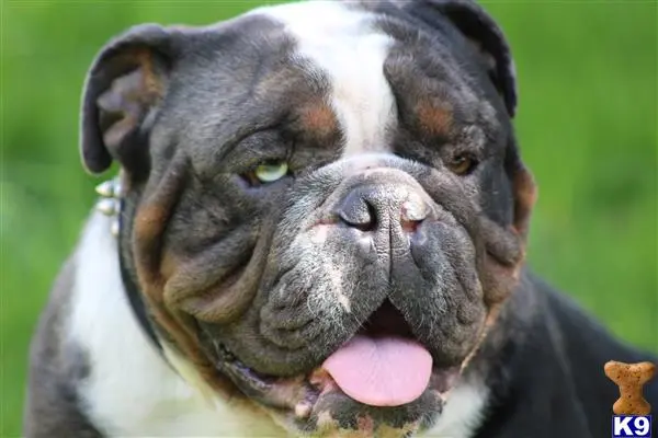 English Bulldog stud dog