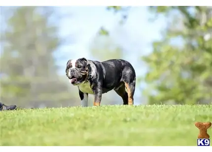 English Bulldog