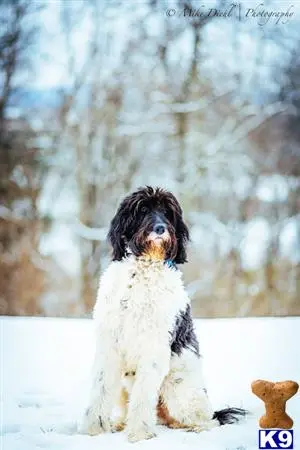 Goldendoodles stud dog