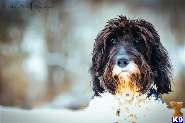 Goldendoodles stud dog