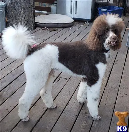 Poodle stud dog