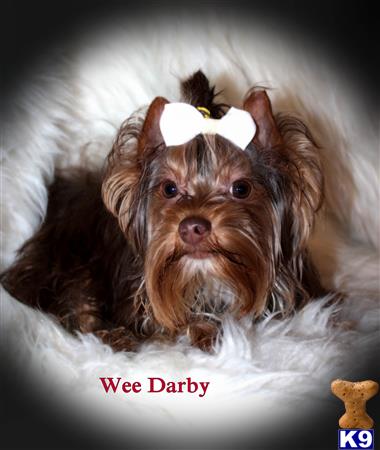 a yorkshire terrier dog with a white bow on its head