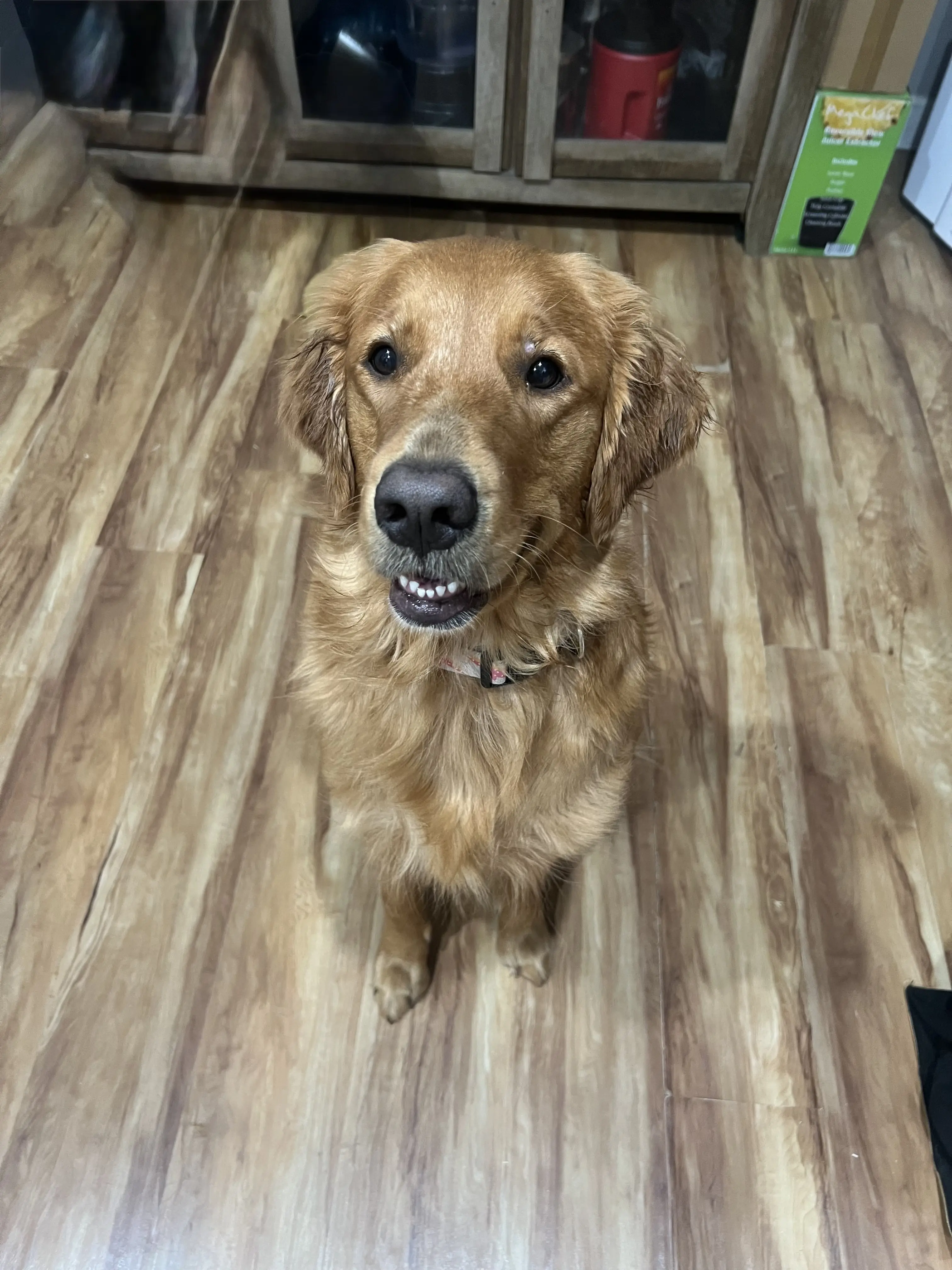 Golden Retriever female dog: Golden Retriever with a shiny golden coat sitting indoors