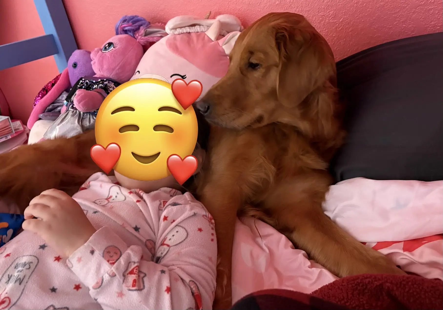 Golden Retriever female dog: Golden Retriever lying next to a child on a bed