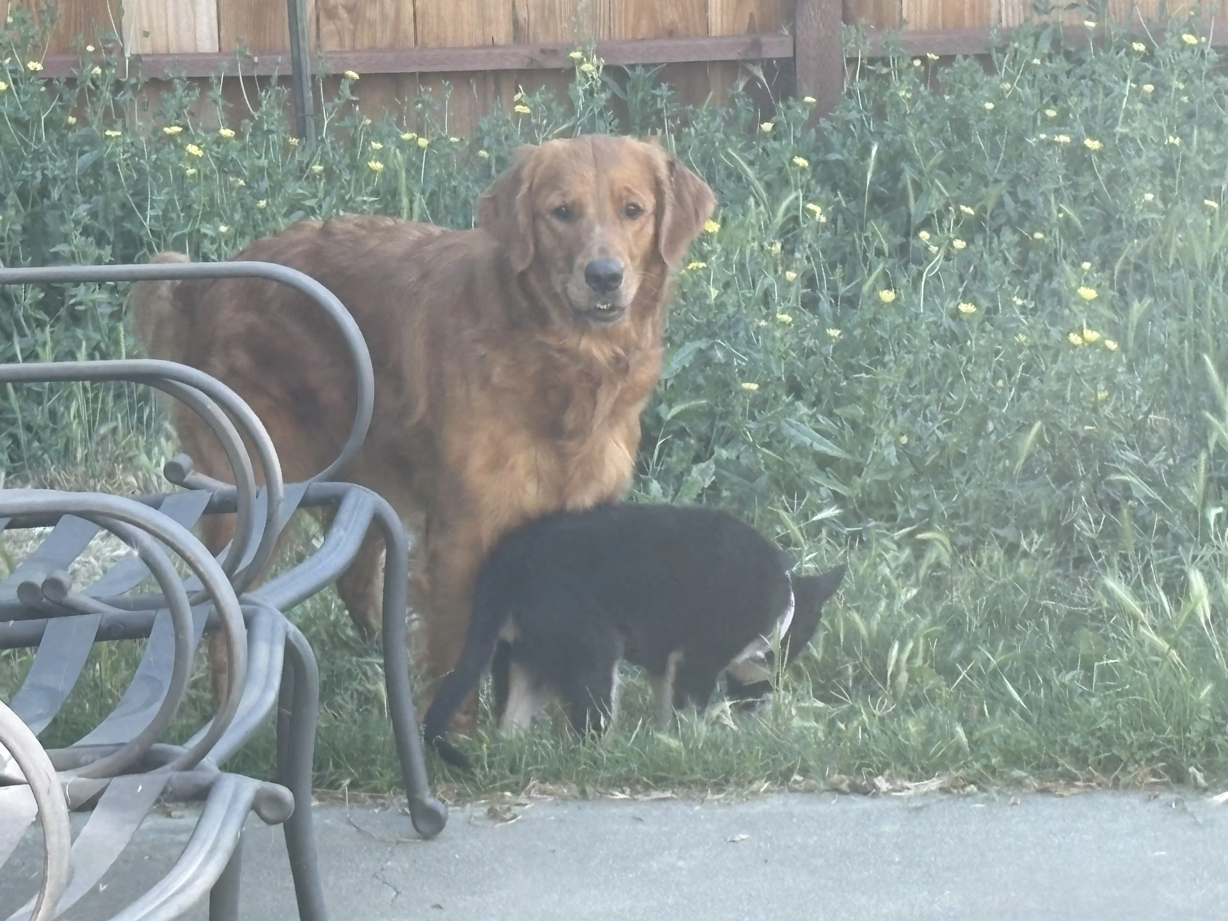 Golden Retriever female dog: Golden Retriever standing in grass with a black puppy nearby