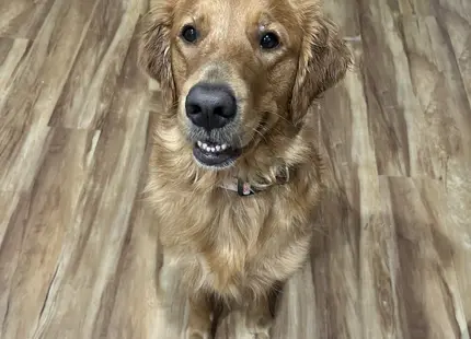 Golden Retriever female dog: Golden Retriever with a shiny golden coat sitting indoors