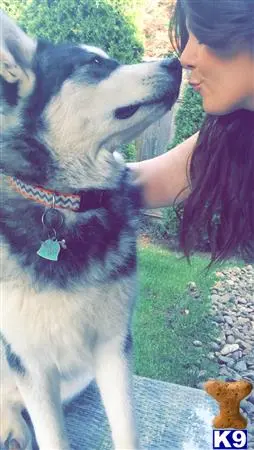 Alaskan Malamute stud dog