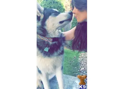 Alaskan Malamute