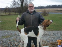 treeing walker coonhound puppy posted by mommel