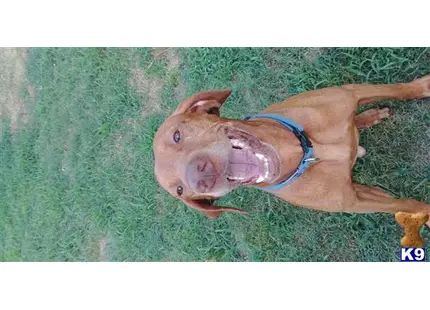 Vizsla