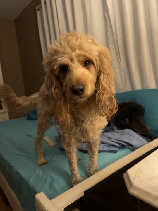 Goldendoodles stud dog video