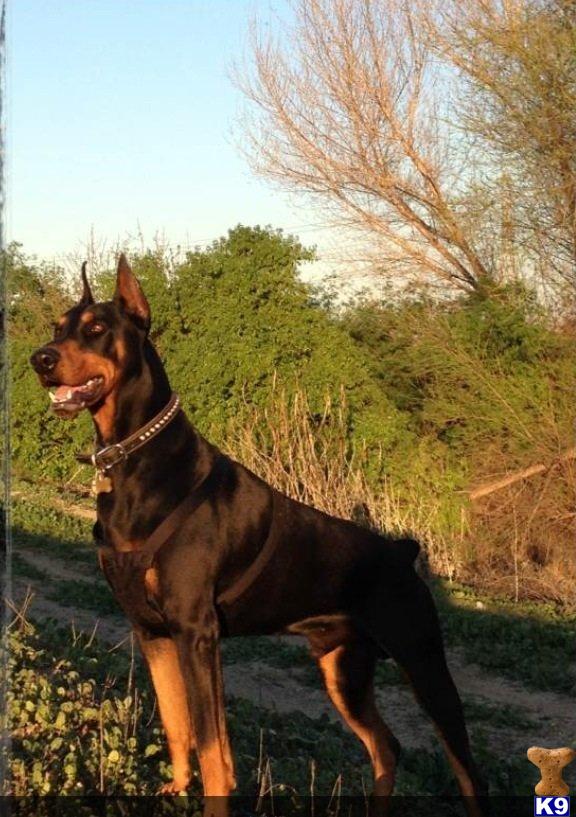 Doberman Pinscher