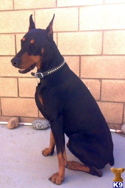 Doberman Pinscher stud dog