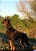 Doberman Pinscher stud dog: Black and tan Doberman Pinscher standing outdoors in a natural setting