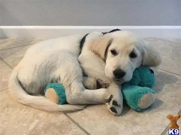 Golden Retriever stud dog