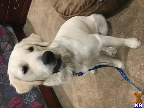 Golden Retriever stud dog