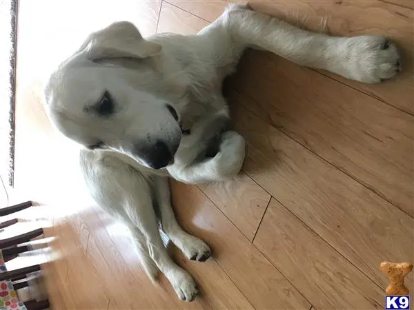 Golden Retriever stud dog