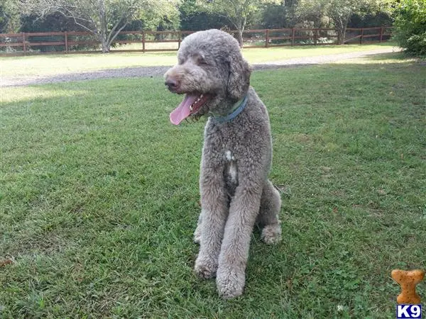 Goldendoodles stud dog